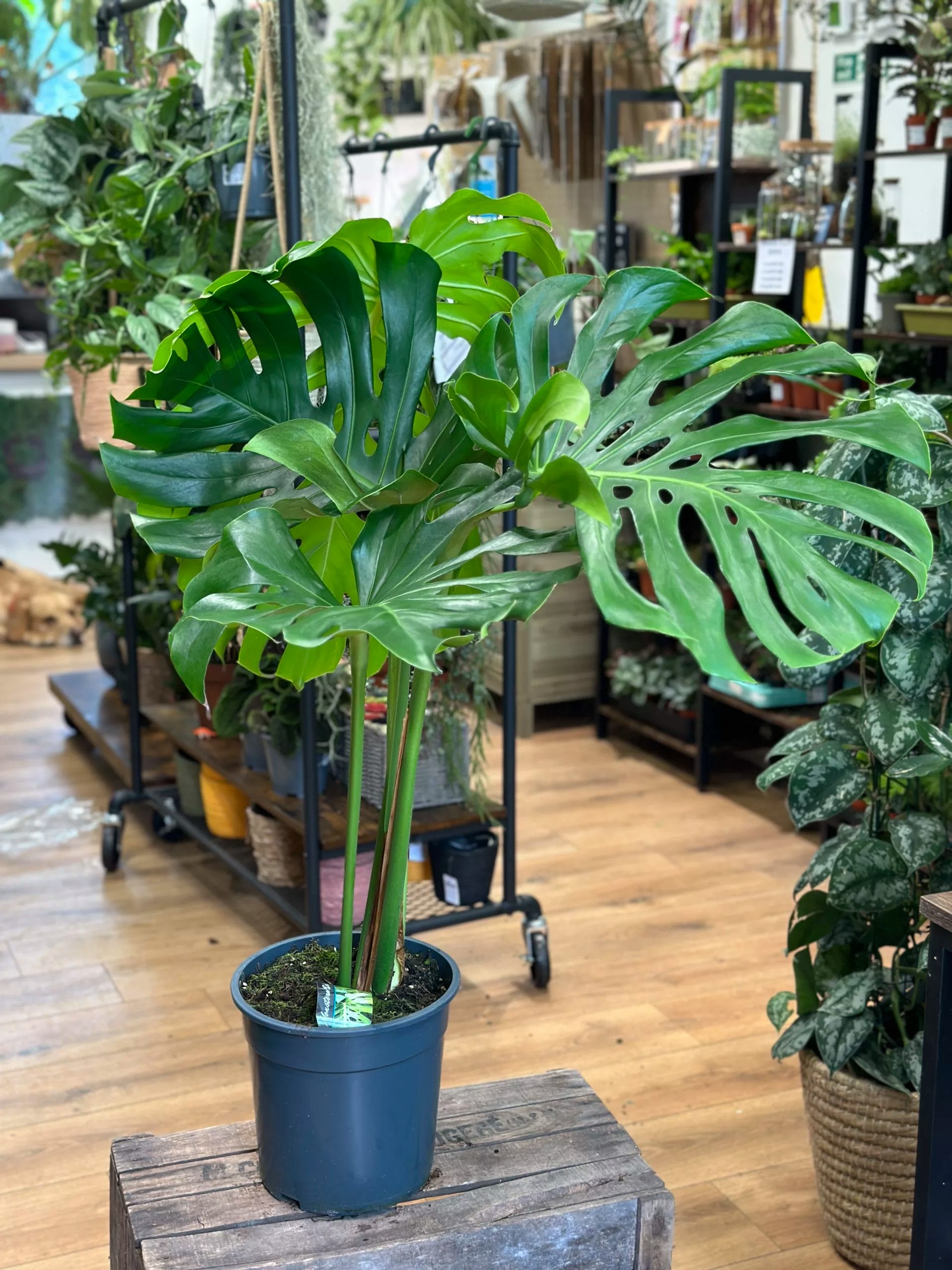 MONSTERA DELICIOSA Plante en pot 24 cm (9 ½ )