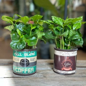 Coffee Arabica Houseplant in Ceramic Retro Planter 7cm Pet Friendly Coffee