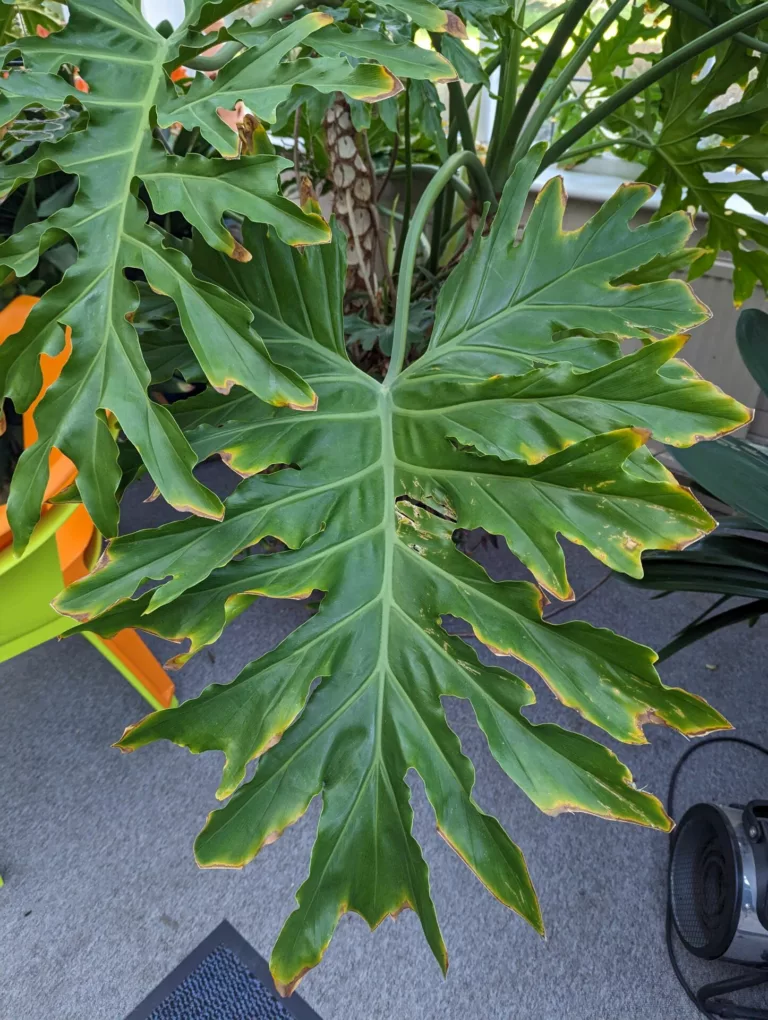 Philodendron – Yellow and Brown Tips on Leaves