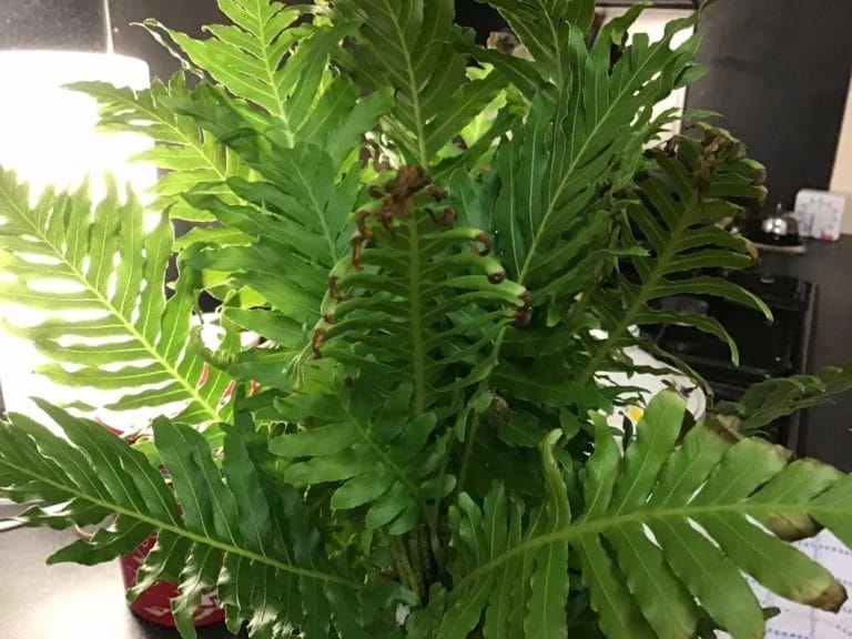 Silver Lady Fern – Brown Dry Tips