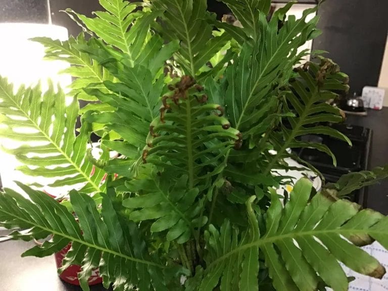 silver lady fern with dry brown tips close up