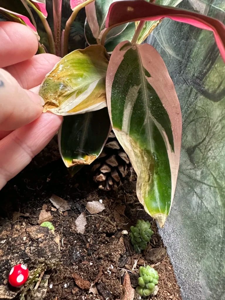 Calathea & Prayer Plant Troubleshooting: Yellow Leaves and Dry Edges