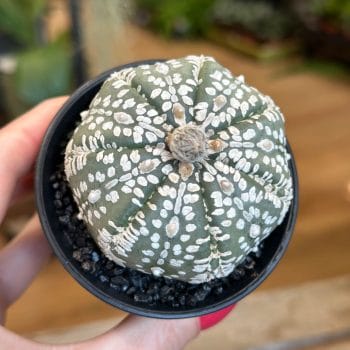 Astrophytum Asterias Sea Urchin Cactus 7cm Rare and Extraordinary 2