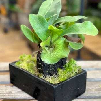 Staghorn Fern Platycerium Bifurcatum Lava Rock Bonsai Houseplants air purifying
