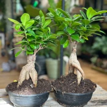 Bonsai Tree Ficus Ginseng 16cm pot Houseplants bonsai