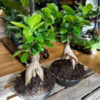 Bonsai Tree Ficus Ginseng 16cm pot Houseplants bonsai 2