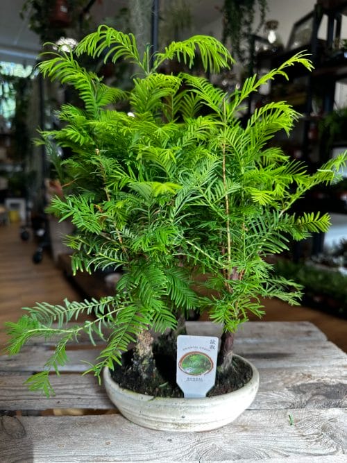 Bonsai Metasequoia Dinosaur Tree Ceramic Planter 15cm Houseplants air purifying 7
