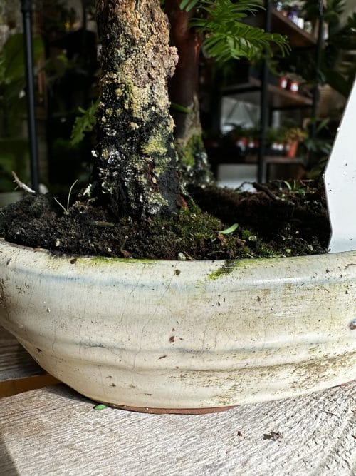 Bonsai Metasequoia Dinosaur Tree Ceramic Planter 15cm Houseplants air purifying 6