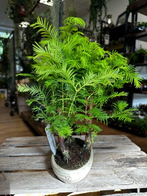Bonsai Metasequoia Dinosaur Tree Ceramic Planter 15cm Houseplants air purifying 5