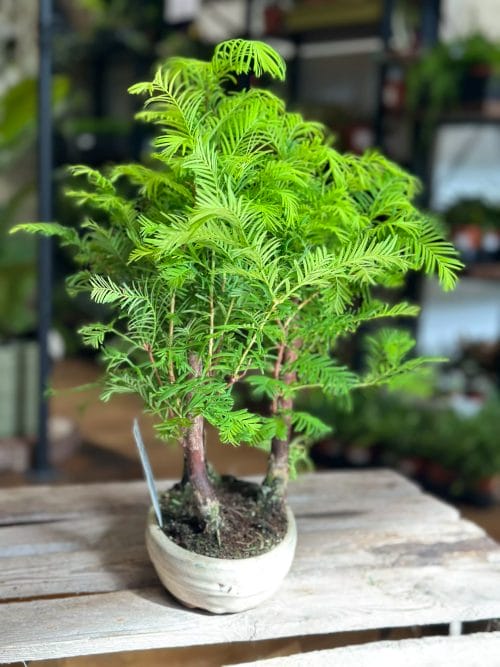 Bonsai Metasequoia Dinosaur Tree Ceramic Planter 15cm Houseplants air purifying 4