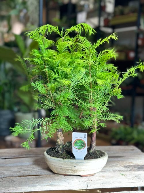 Bonsai Metasequoia Dinosaur Tree Ceramic Planter 15cm Houseplants air purifying 2