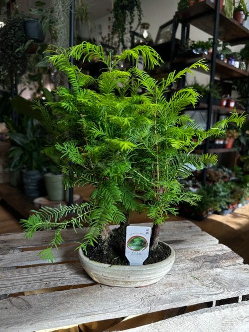 Bonsai Metasequoia Dinosaur Tree Ceramic Planter 15cm Houseplants air purifying 3