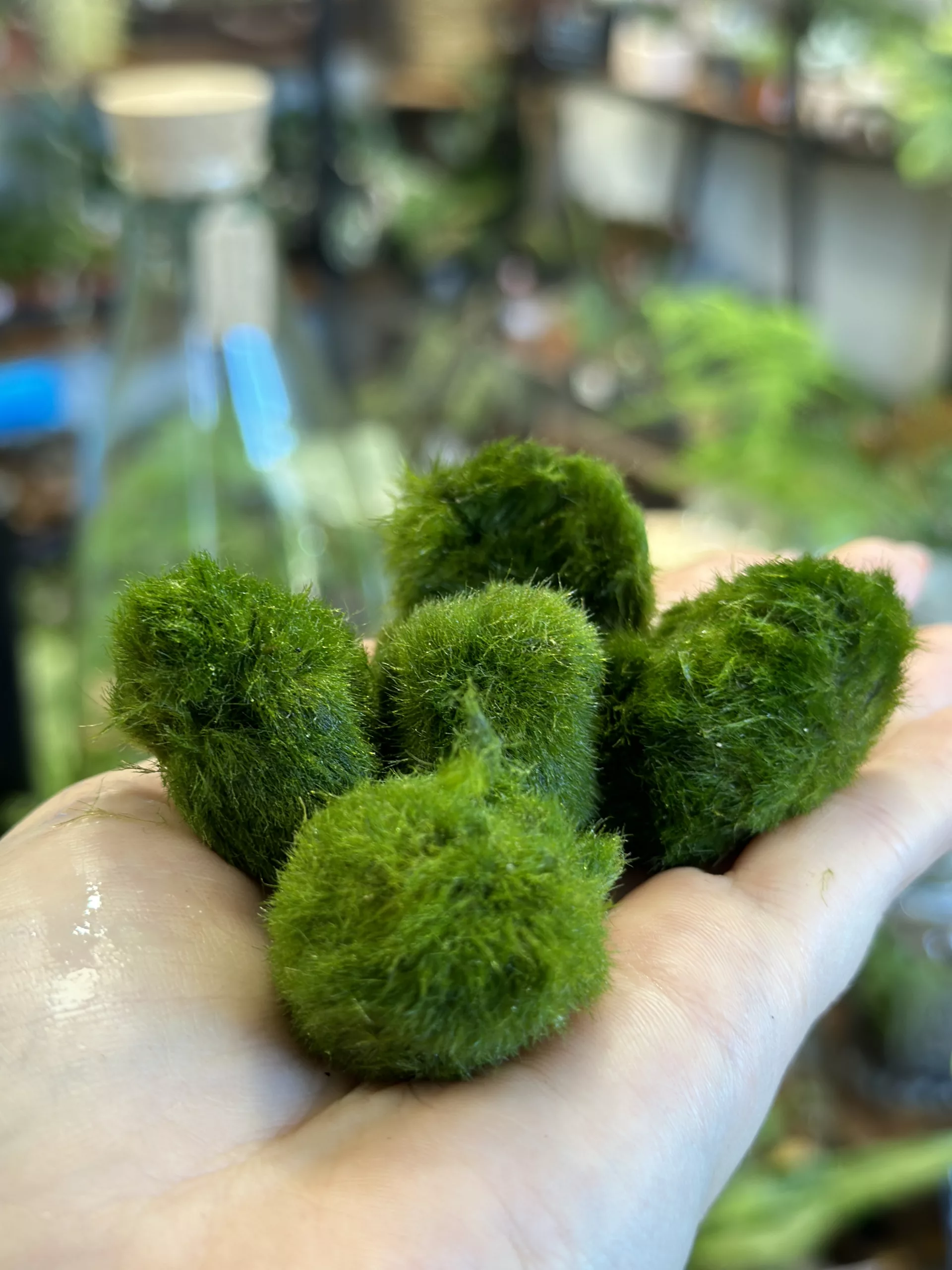 Medium Moss Ball – Kayla's Houseplant Haven