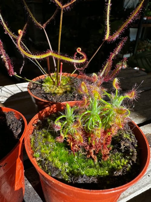 Carnivorous Sundew Drosera Scorpioides Scorpion Plant 8cm pot Carnivorous Plants Carnivorous 3