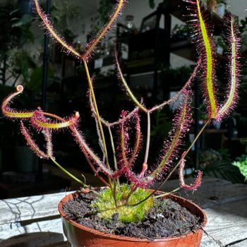 Carnivorous Drosera Binata Forked New Zealand Sundew 8cm pot Carnivorous Plants Carnivorous