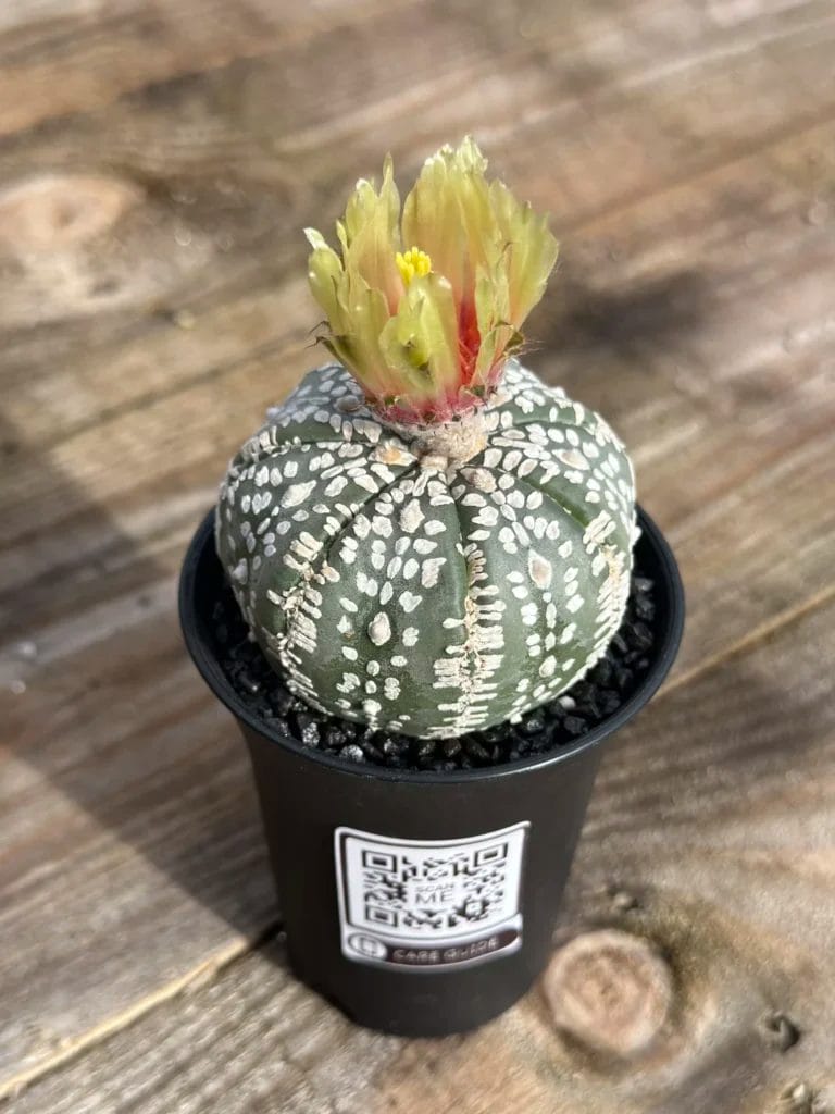 Why Have Succulents and Cacti Become So Popular in The Last Few Years?