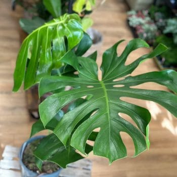Monstera Deliciosa Cheese Plant Large Form 24cm pot COLLECTION ONLY Houseplants cheese plant