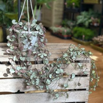 String Of Hearts Ceropegia Woodii Silver Glory 14cm pot Hanging & Trailing 14cm plant