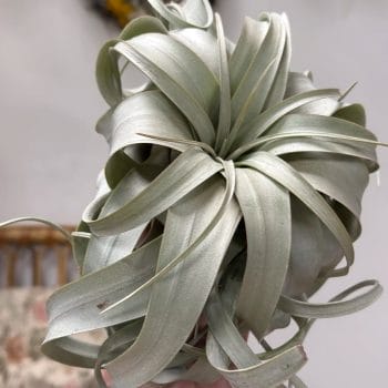 Air Plant Tillandsia Xerographica XL Hanging & Trailing airplant 3