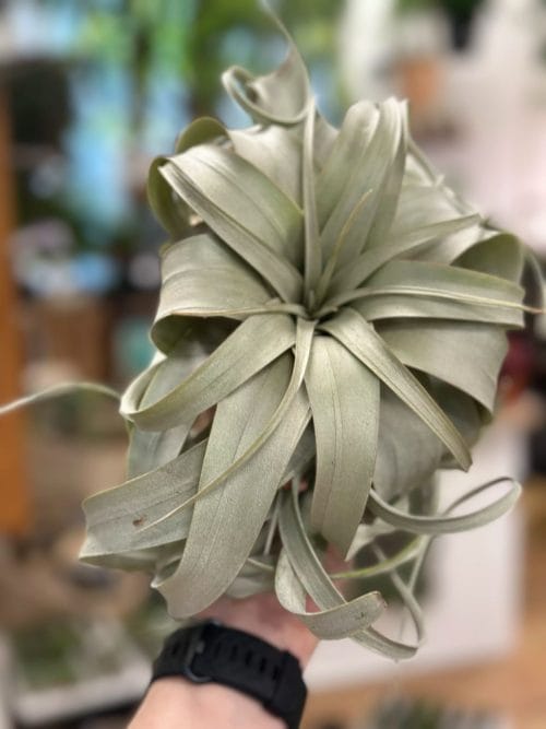 Air Plant Tillandsia Xerographica XL Hanging & Trailing airplant 4