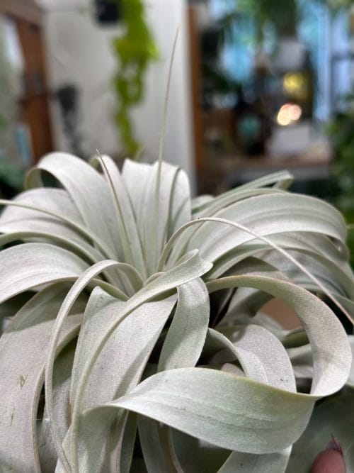 Air Plant Tillandsia Xerographica XL Hanging & Trailing airplant 8