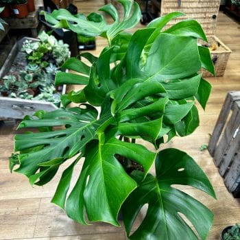 Monstera Deliciosa Cheese Plant Bushy Large Form 24cm pot COLLECTION ONLY Houseplants cheese plant