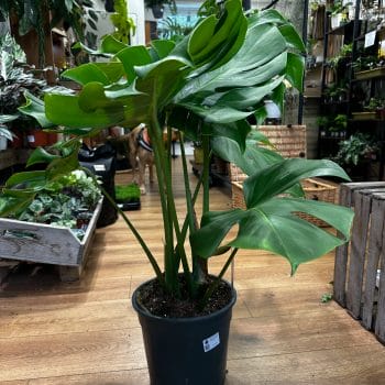 Monstera Deliciosa Cheese Plant Bushy Large Form 24cm pot COLLECTION ONLY Houseplants cheese plant 2