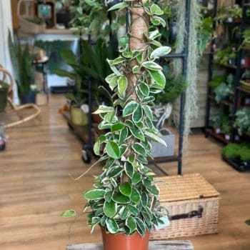 Hoya Carnosa Krimson Queen 20cm pot 100cm COLLECTION ONLY Houseplants 12cm pot