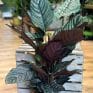 calathea ornata sanderiana pinstripe prayer plant