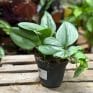 Scindapsus Treubii Philodendron Moonlight in 12cm pot on wooden table