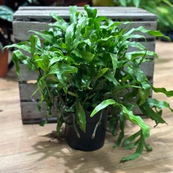 Microsorum Diversifolium New Zealand Kangaroo Fern 17cm pot XL Hanging & Trailing air purifying 3