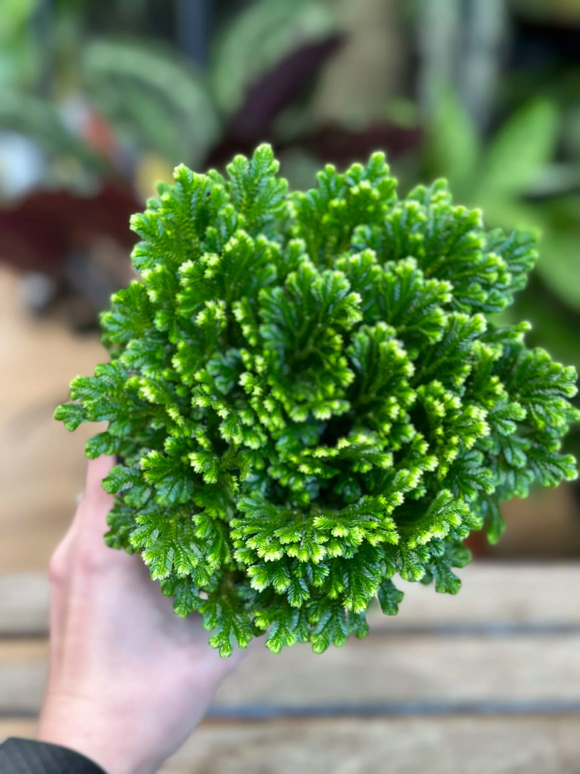 Discover the Adaptable and Pet-Friendly Selaginella Jori for Terrariums and  Miniature Gardens