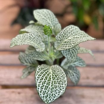 Fittonia Nerve Plant White Tiger 8cm pot Houseplants 8cm pot 3