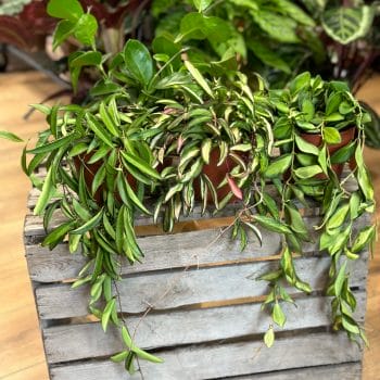 Hoya Wax Plant 12cm pot Hanging & Trailing 12cm plant 2