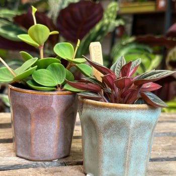 Retro Glazed Mug Style Planter Planters ceramic 2