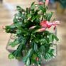 schlumbergera truncata thanksgiving cactus 17cm pot