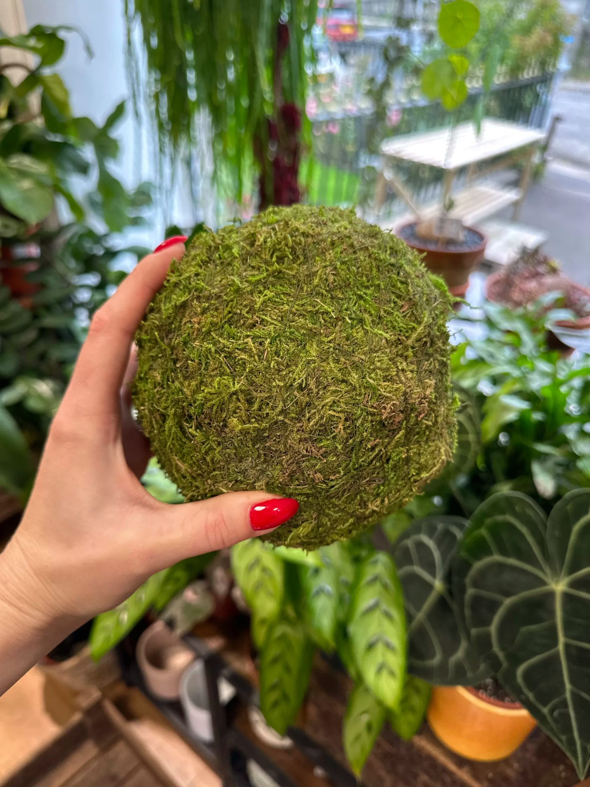 SuperMoss Moss Ball - 4 inch, Green