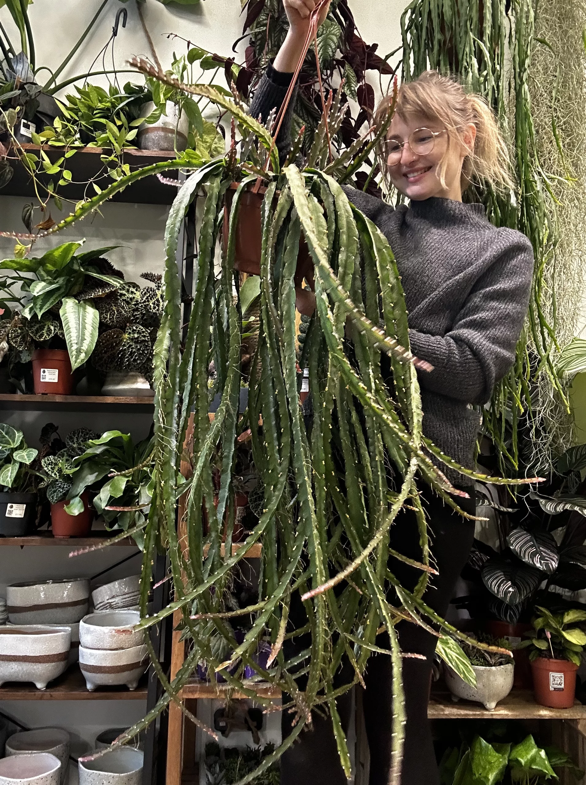 Rhipsalis in Creative Pot Rhipsalis in Creative Pot