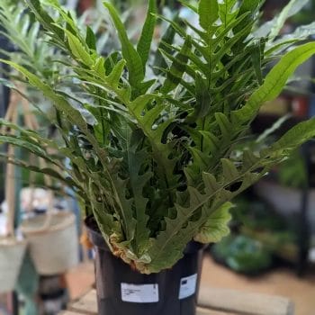 Aglaomorpha Coronans | Snake Leaf Fern | 23cm pot Houseplants