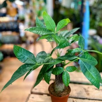 Add Elegance to Your Space: Epipremnum pinnatum Albo Variegated for Sale!