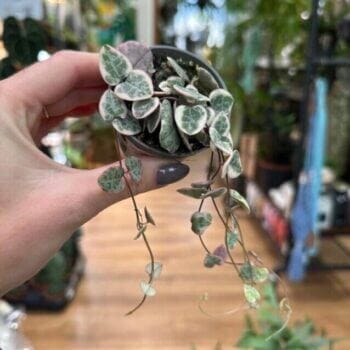 Variegated String of Hearts Ceropegia Woodii 6cm pot Hanging & Trailing 6cm plant 2