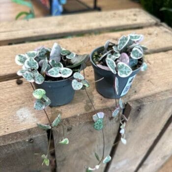 Variegated String of Hearts Ceropegia Woodii 6cm pot Hanging & Trailing 6cm plant