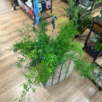 Asparagus Densiflorus Sprenger Fern Large 19cm pot Hanging & Trailing air purifier 3