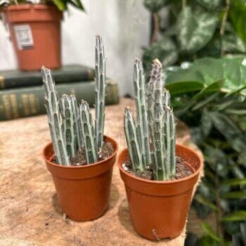 Variegated Senecio Stapeliaeformis 5.5cm pot Houseplants cactus
