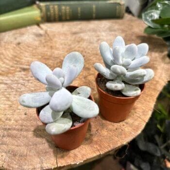 Pachyphytum Oviferum Moonstone Blue Succulent 5cm pot Houseplants 4for3