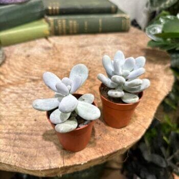 Pachyphytum Oviferum Moonstone Blue Succulent 5cm pot Houseplants 5cm plant 2