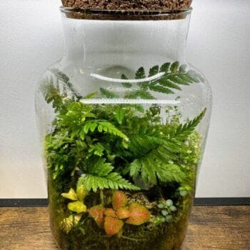 Terrarium Large Container Cork Lid Eco-Glass Glass Containers carpet moss