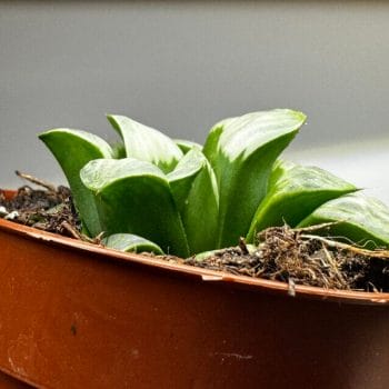 Haworthia Retusa Variegated Glass Succulent 8cm pot Houseplants easy care 2