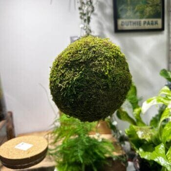 Preserved Green Moss Ball Preserved Moss carpet moss