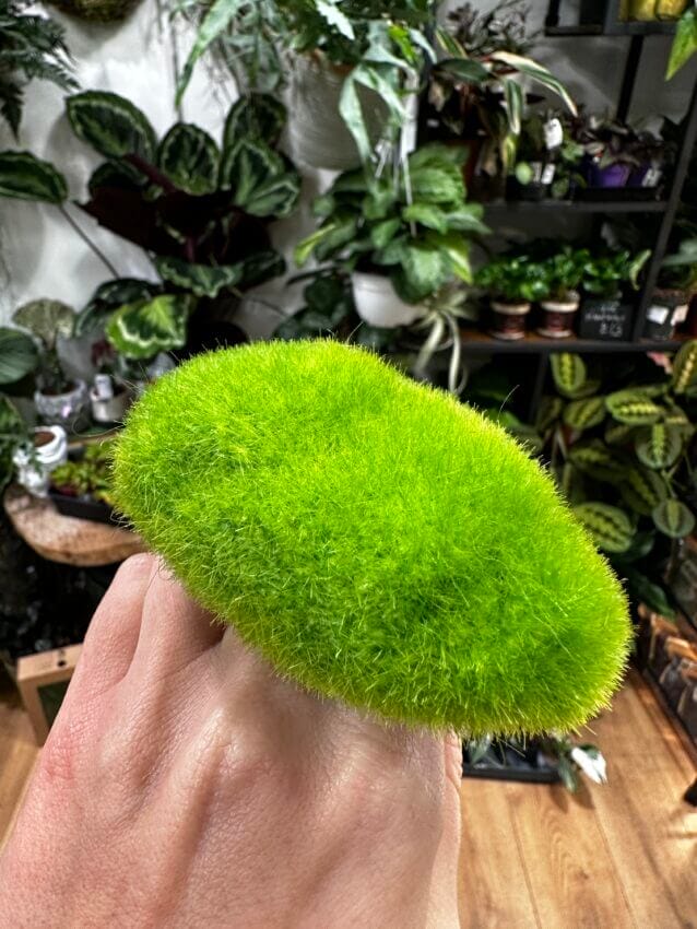 Green Artificial Moss Balls Decorative Moss Stones Greenery Plant